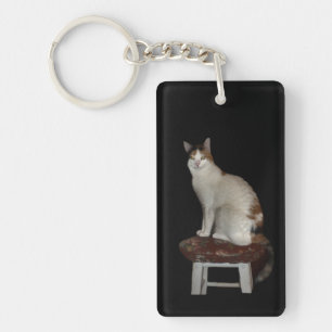 Deux chats