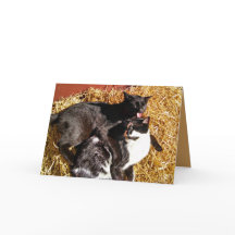 Deux chats amoureux Carte de voeux
