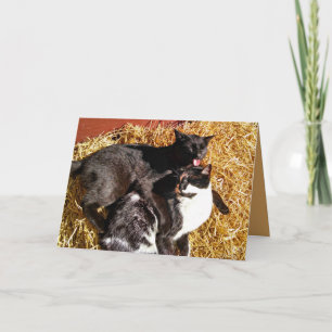 Deux chats amoureux Carte de voeux