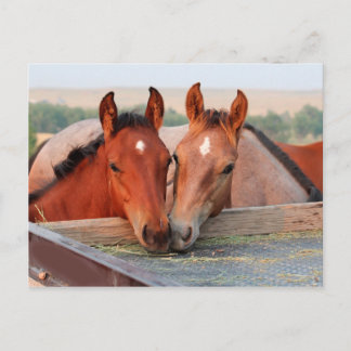 Deux chevaux sur une carte postale de ferme