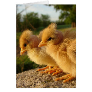 Deux Chicks turkines