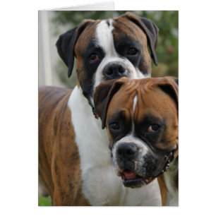 Deux chiens de boxe