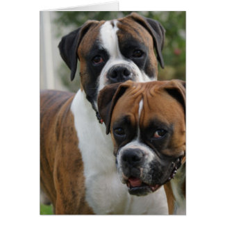 Deux chiens de boxe