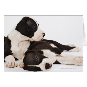 Deux chiots arlequins Great Dane blancs
