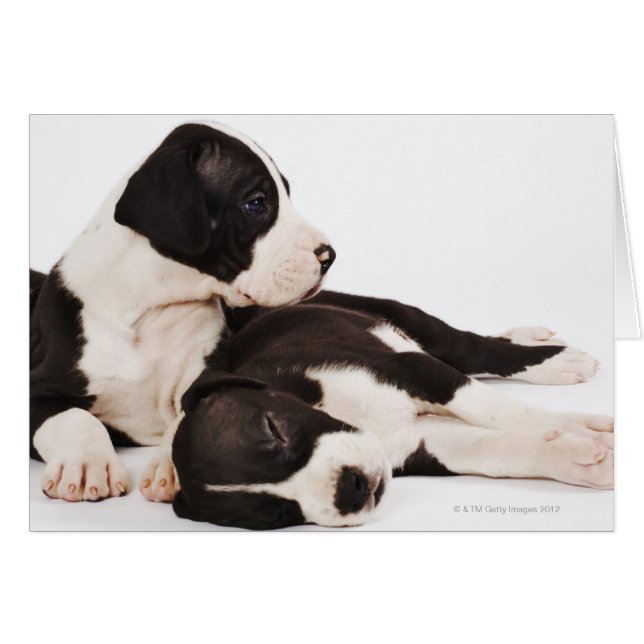 Deux chiots arlequins Great Dane blancs (Devant horizontal)