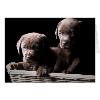 Deux Chiots au Labrador au chocolat