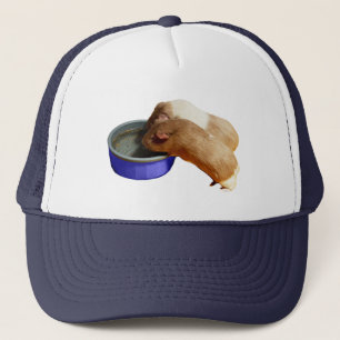 Deux Cochons De Guinée Brown Et Blancs, Casquette