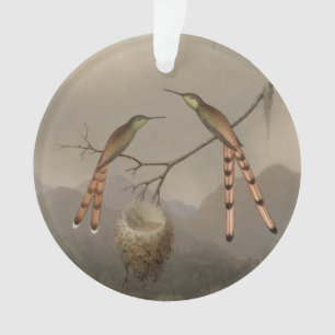 Deux colibris avec leurs jeunes