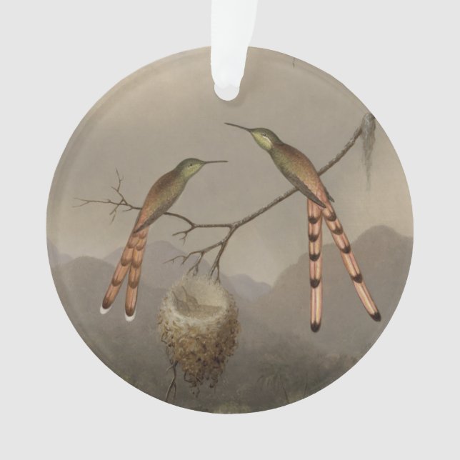 Deux colibris avec leurs jeunes (devant)