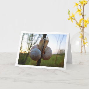 Deux escargots sur une carte à puce