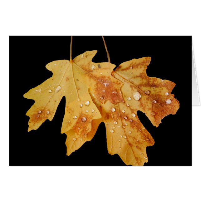 Deux Feuilles avec Raindrops, Blank Inside (Devant horizontal)