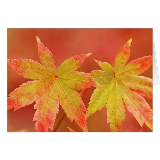 Deux Feuilles d'érable japonais (Devant horizontal)