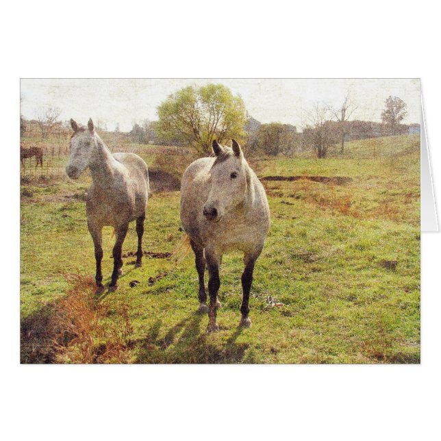 Deux gris (Devant horizontal)