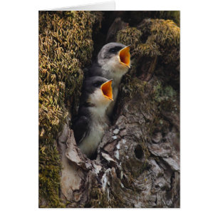 Deux hirondelles d'arbre de bébé