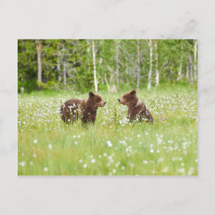 Deux jeunes ours bruns en Finlande carte postale