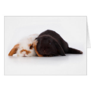 Deux lapins mignons de bébé