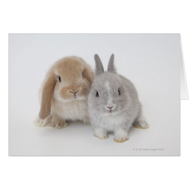 Deux lapins Netherland Dwarf et Holland Lop (Devant horizontal)