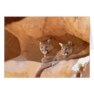 Deux Lions de Montagne