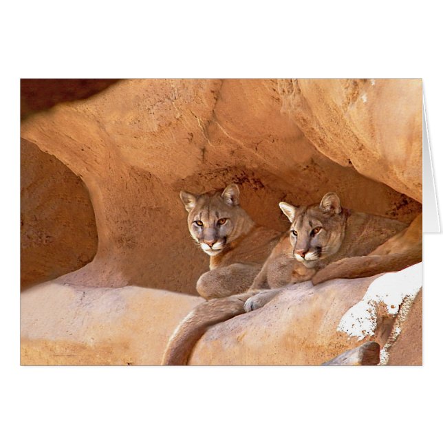 Deux Lions de Montagne (Devant horizontal)