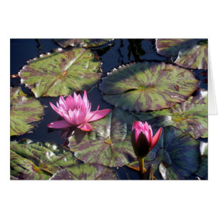 Deux Lys D'Eau Rose