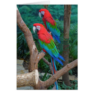 Deux Macaws à ailes rouge et verte Ara Chloropteru
