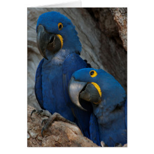 Deux Macaws Hyacinth, Brésil