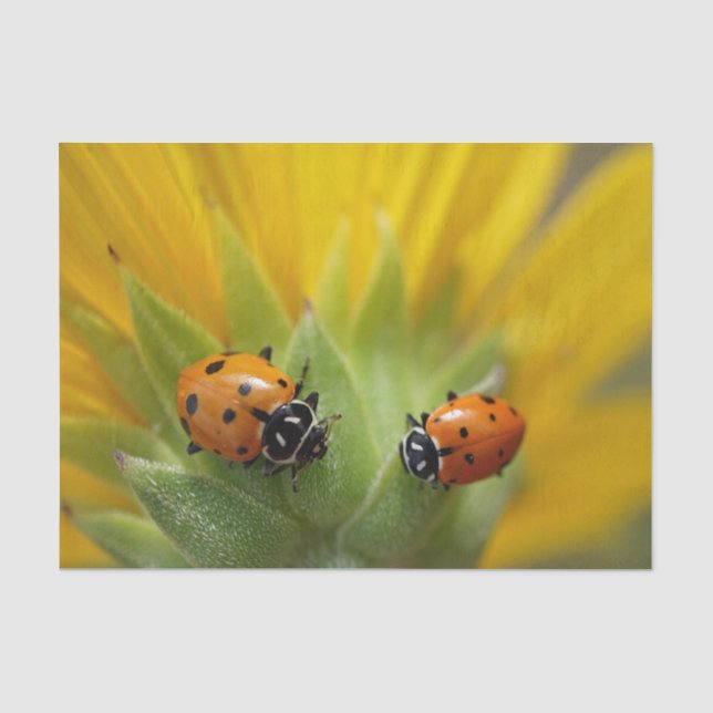 Deux Madame Bugs sur un papier de soie de soie de (Recto)