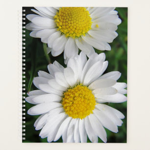 Deux marguerites blanches