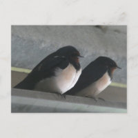 Deux mignonnes hirondelles do-it-yourself carte po