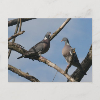 Deux mignonnes pigeons ramiers carte postale DIY