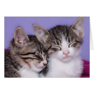 Deux mignons chatons qui font la sieste