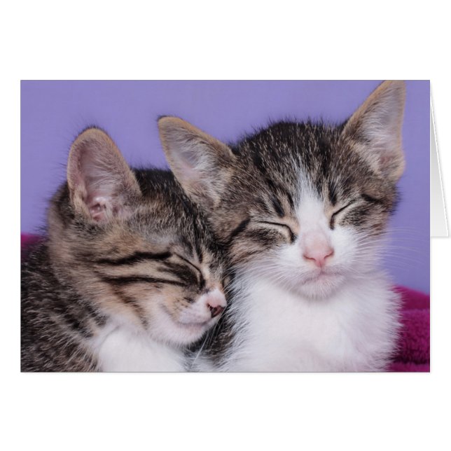 Deux mignons chatons qui font la sieste (Devant horizontal)
