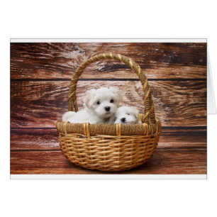 Deux mignons chiots maltais assis dans un panier