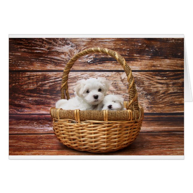 Deux mignons chiots maltais assis dans un panier (Devant horizontal)