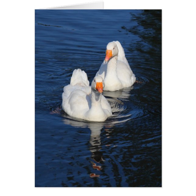 Deux oies d'Emden II (Devant)