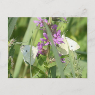Deux papillons blancs du chou Carte postale DIY