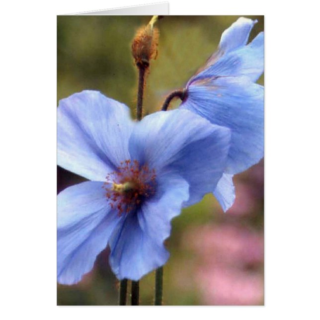 Deux papillons bleus (Devant)