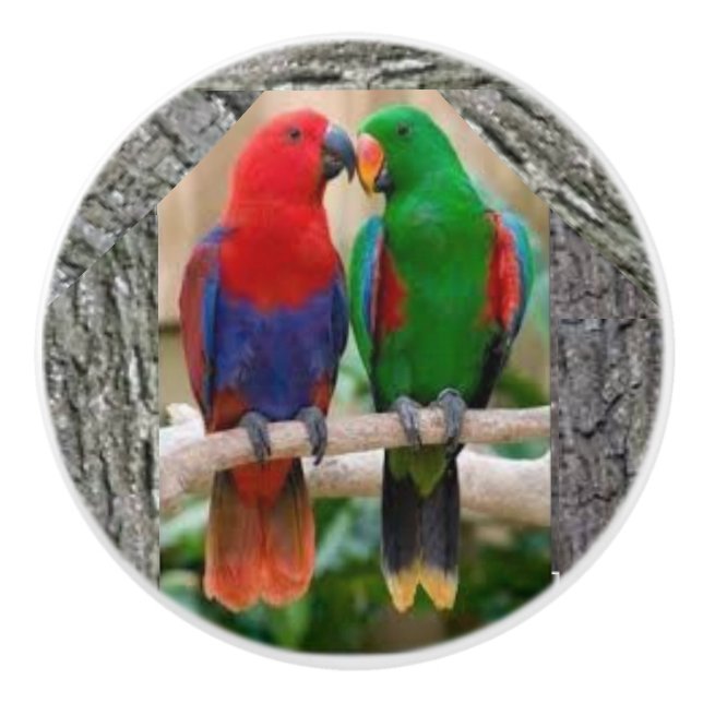 Deux perroquets sur un bouton de porte en (Devant)