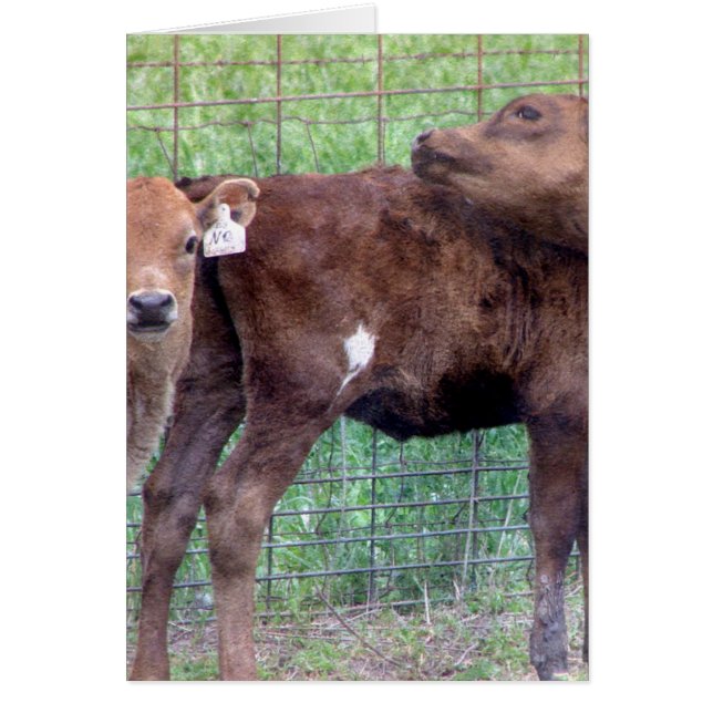 Deux Petits Heifers (Devant)