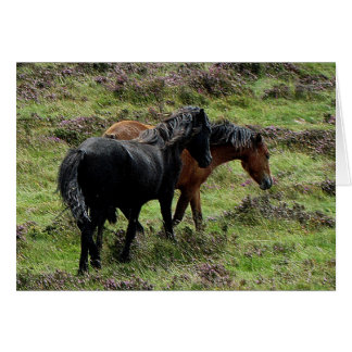 Deux Ponies Dartmoor Se Déplaçant Dans La Météo