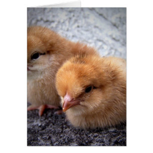 deux poules rouges de l'île rhode photo vignette