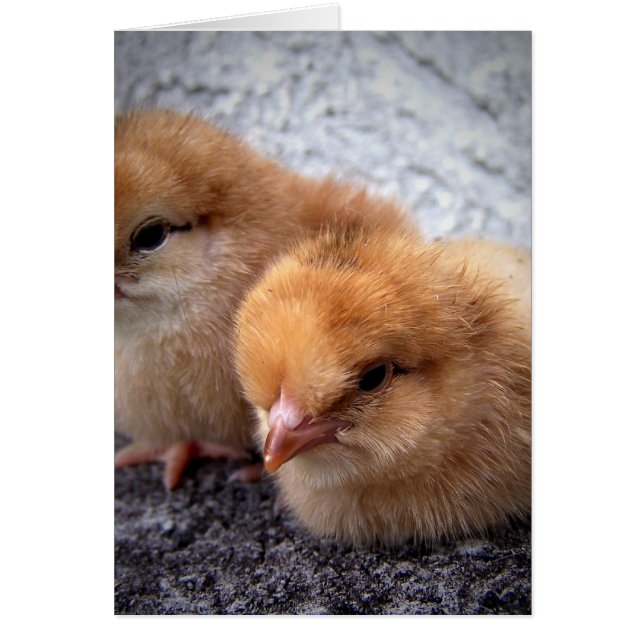 deux poules rouges de l'île rhode photo vignette (Devant)