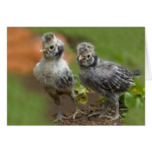 Deux poulets polonais - Bébé mignon poulets