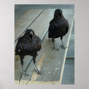 Deux Ravens croassant sur une affiche extérieure