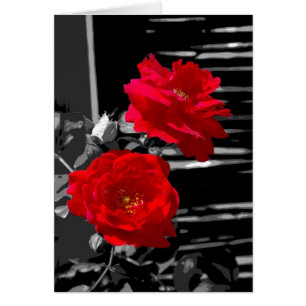 DEUX ROSES ROUGES