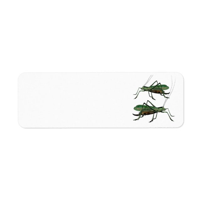 Deux sauterelles vertes / Katydids (Devant)