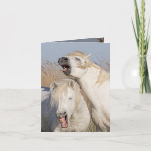 Deux Stallions Blancs Yawn Horse Carte de voeux