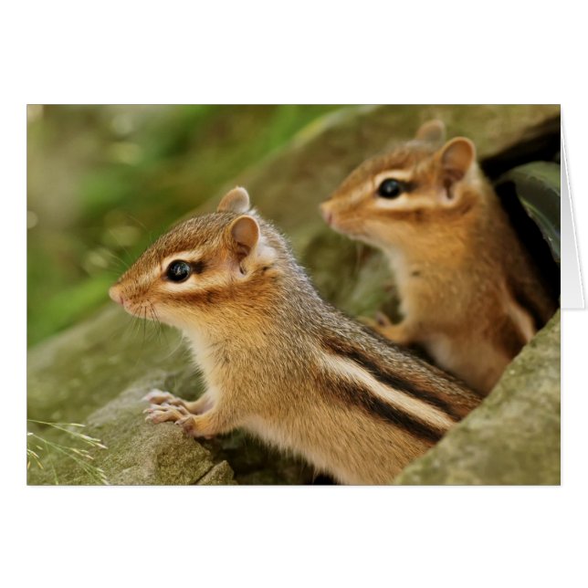 Deux tamia mignonnes de bébé (Devant horizontal)
