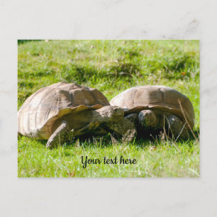 Deux tortues - Meilleurs amis ! Carte postale