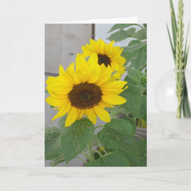 Deux tournesols carte de voeux (Devant)